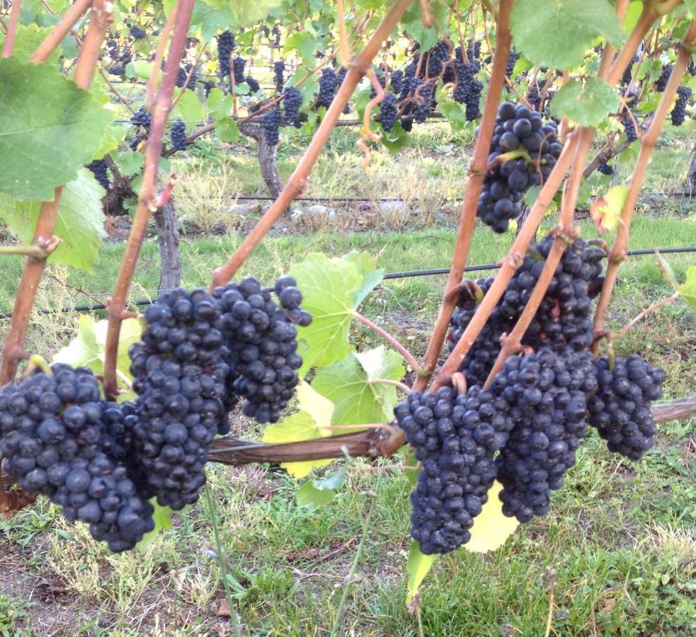 'The Crib' On Legacy Vineyard Villa Alexandra Ruang foto